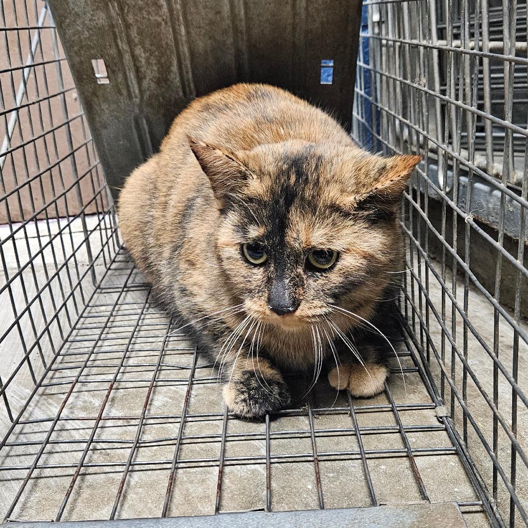 Celaine, Adoptable, Adult Female Domestic Short Hair.