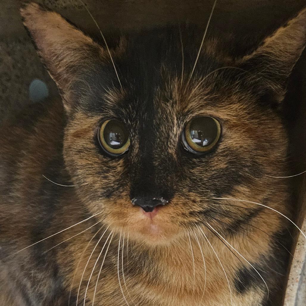 Enlarge Celaine, a Adoptable Domestic Short Hair in Independence, KS image 2/2