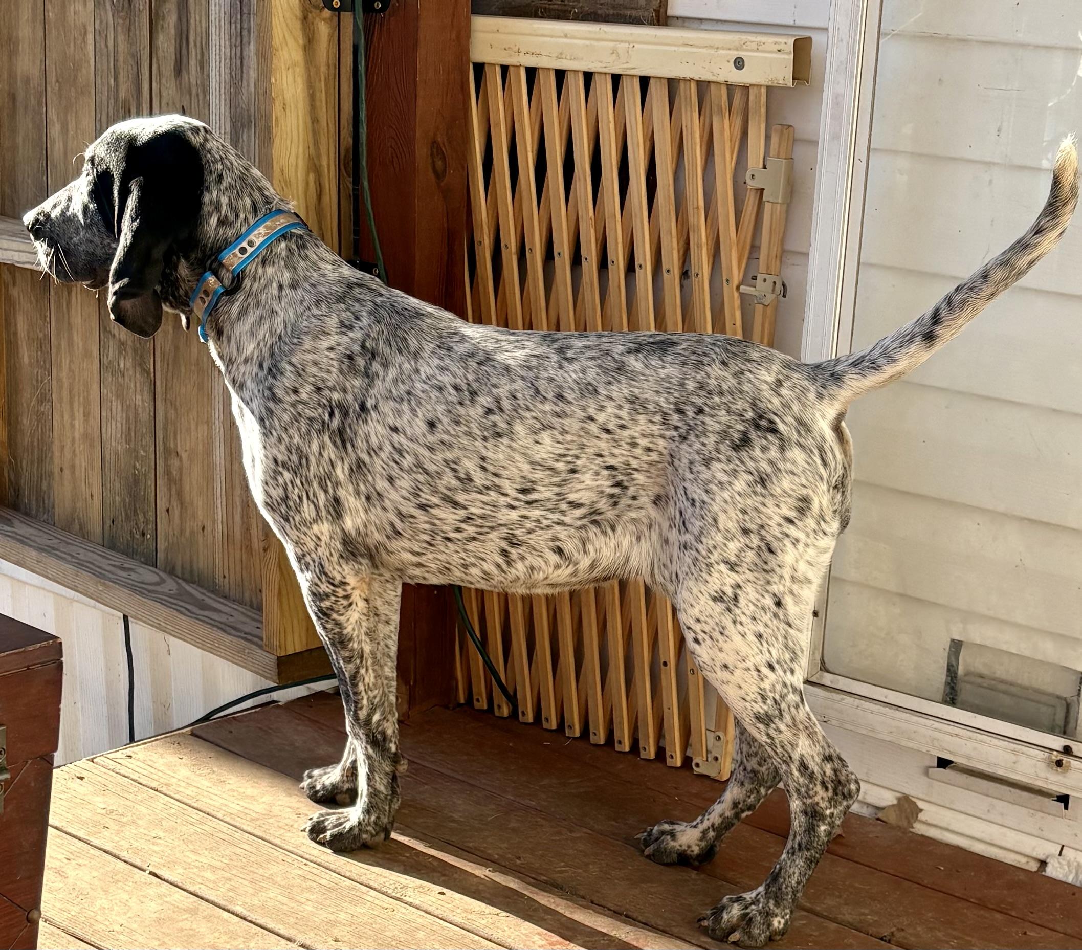 Blossom, an adopted Bluetick Coonhound in Maryville, TN image 3/3