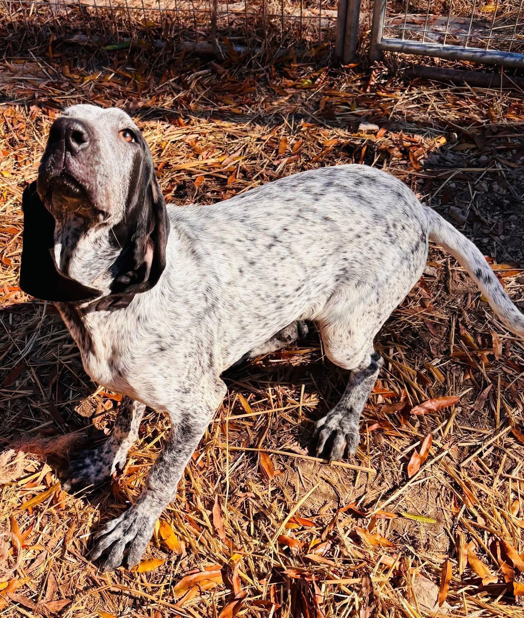 Blossom, adopted, Young Female Bluetick Coonhound.
