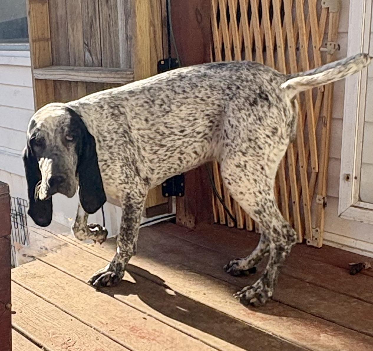 Blossom, an adopted Bluetick Coonhound in Maryville, TN image 2/3
