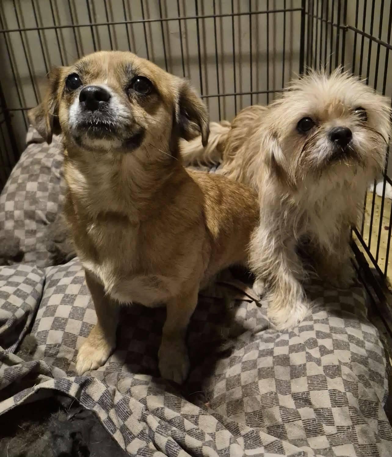 Maxine and Caroline, adopted, Adult Female Terrier.