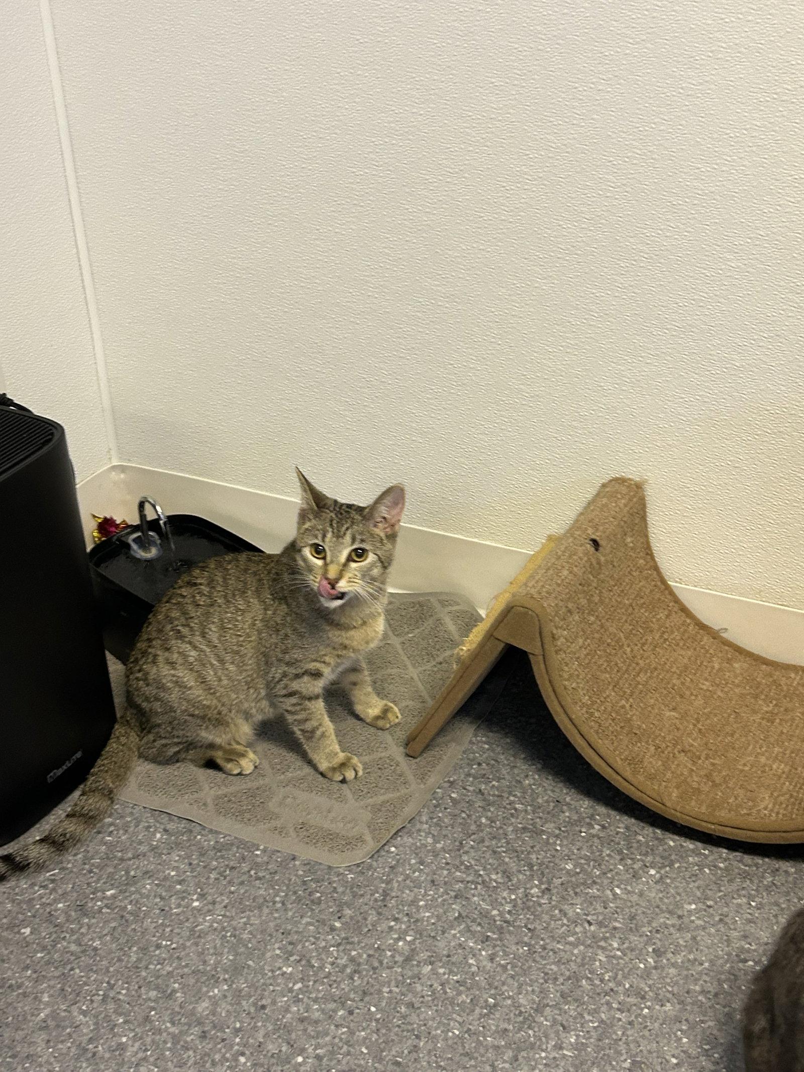 Lucy, Adoptable, Kitten Female Domestic Short Hair.