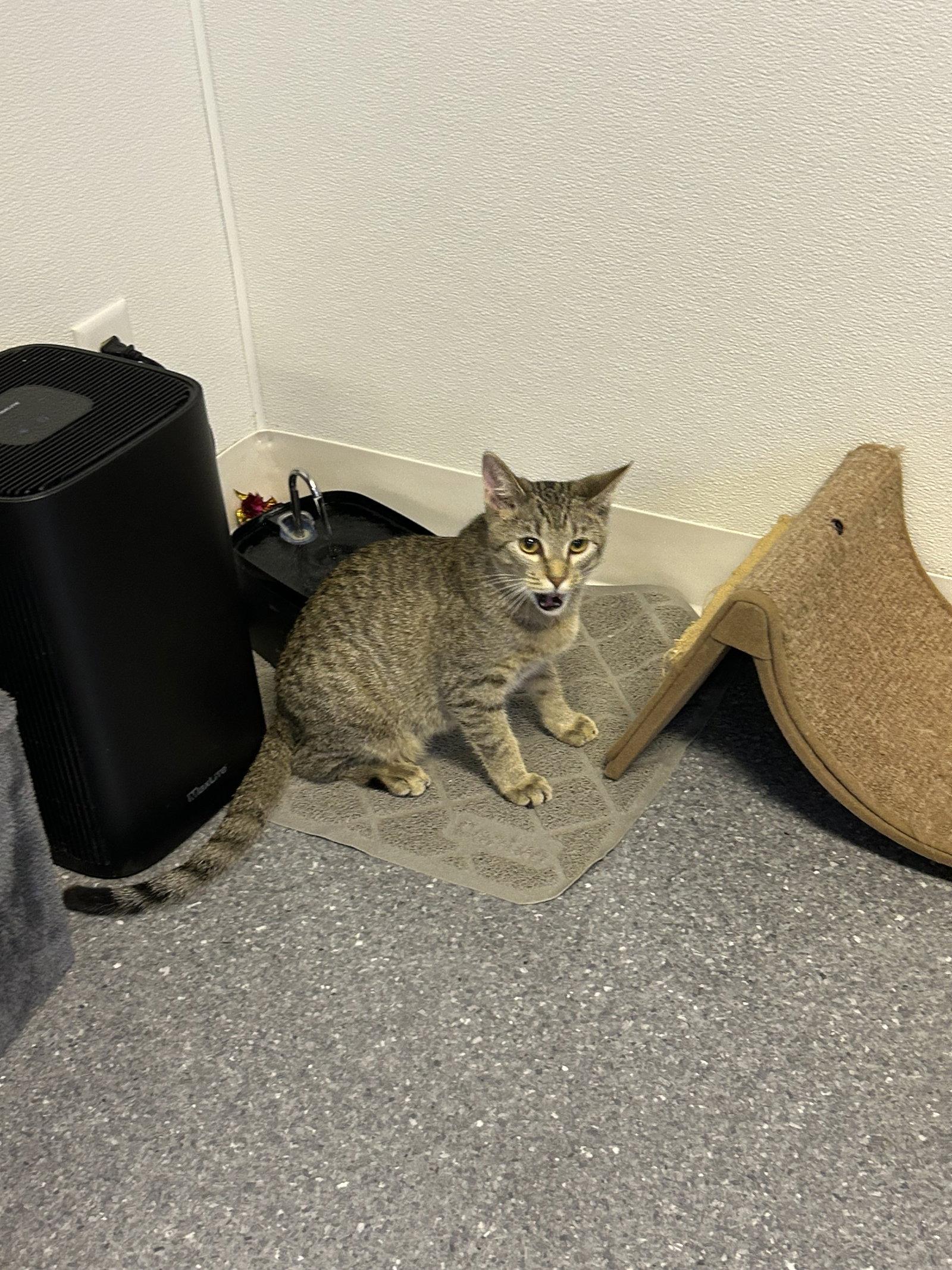 Enlarge Lucy, a Adoptable Domestic Short Hair in Steeleville, IL image 2/3