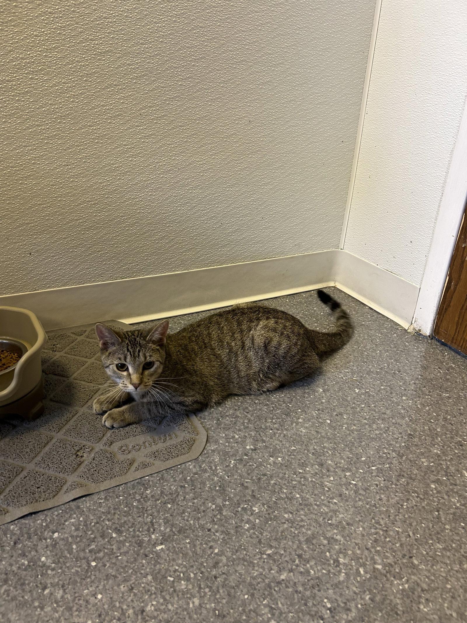 Enlarge Lucy, a Adoptable Domestic Short Hair in Steeleville, IL image 3/3