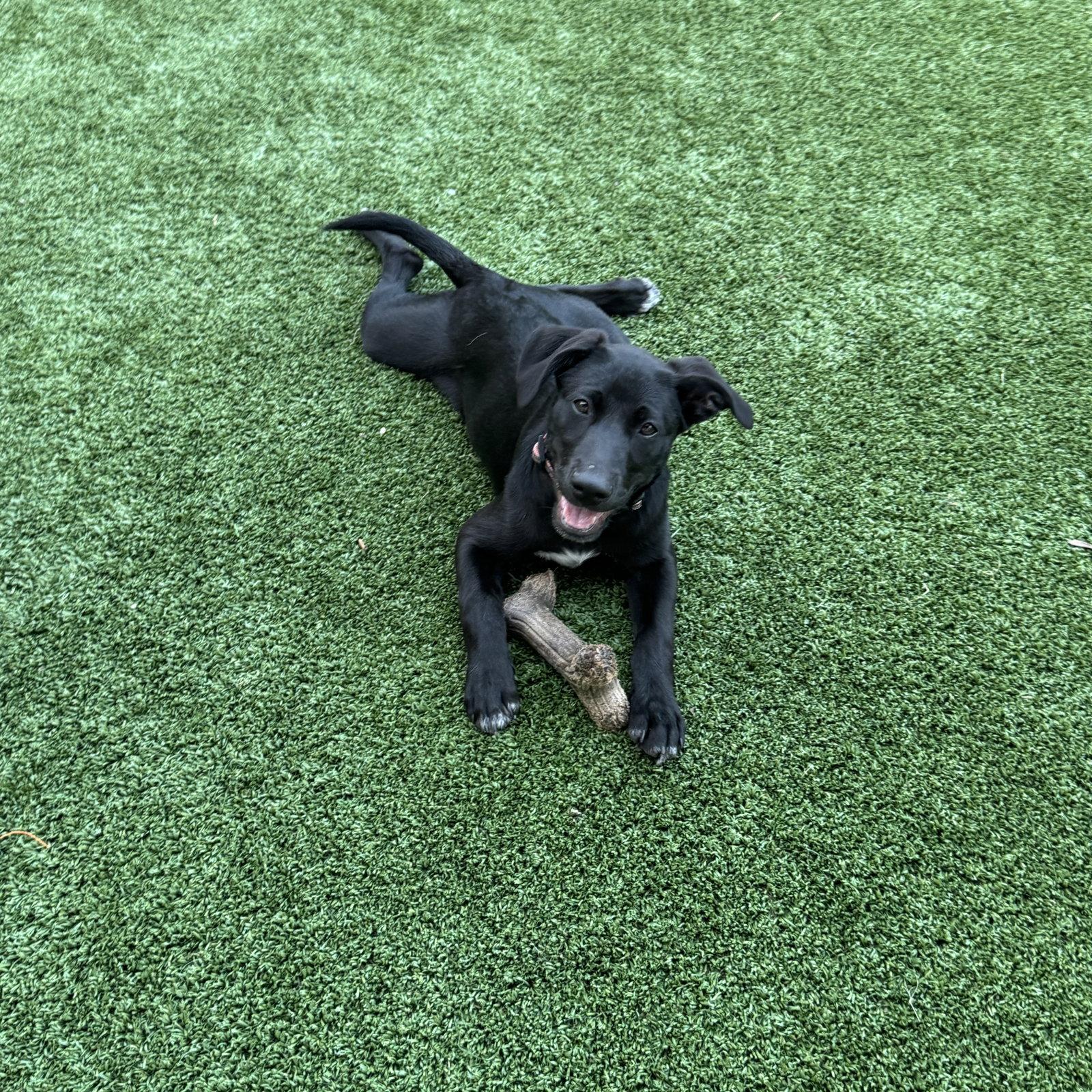 Cyndi Song, Adoptable, Puppy Female Labrador Retriever.