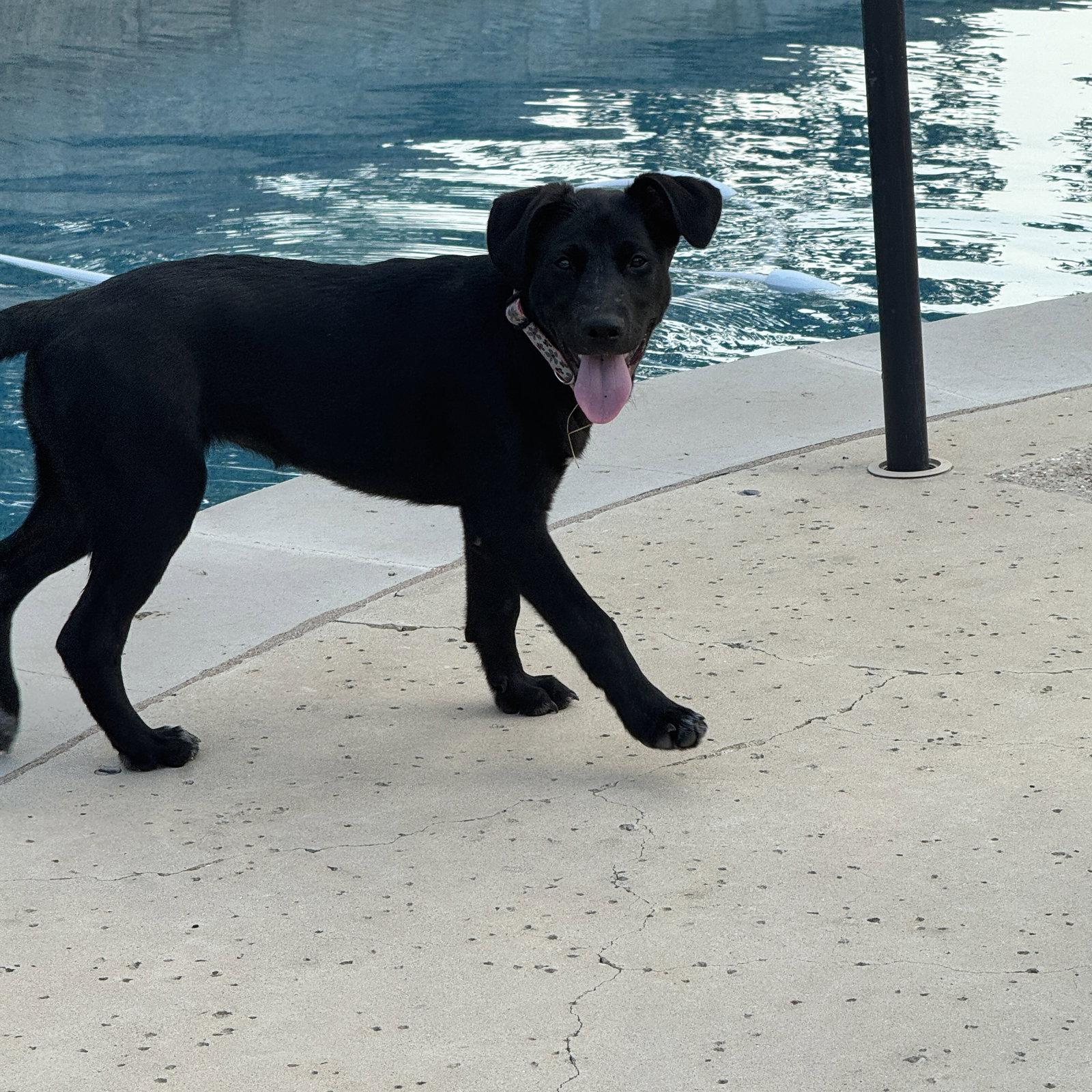 Cyndi Song, a Adoptable Labrador Retriever in Fort Worth, TX image 2/3