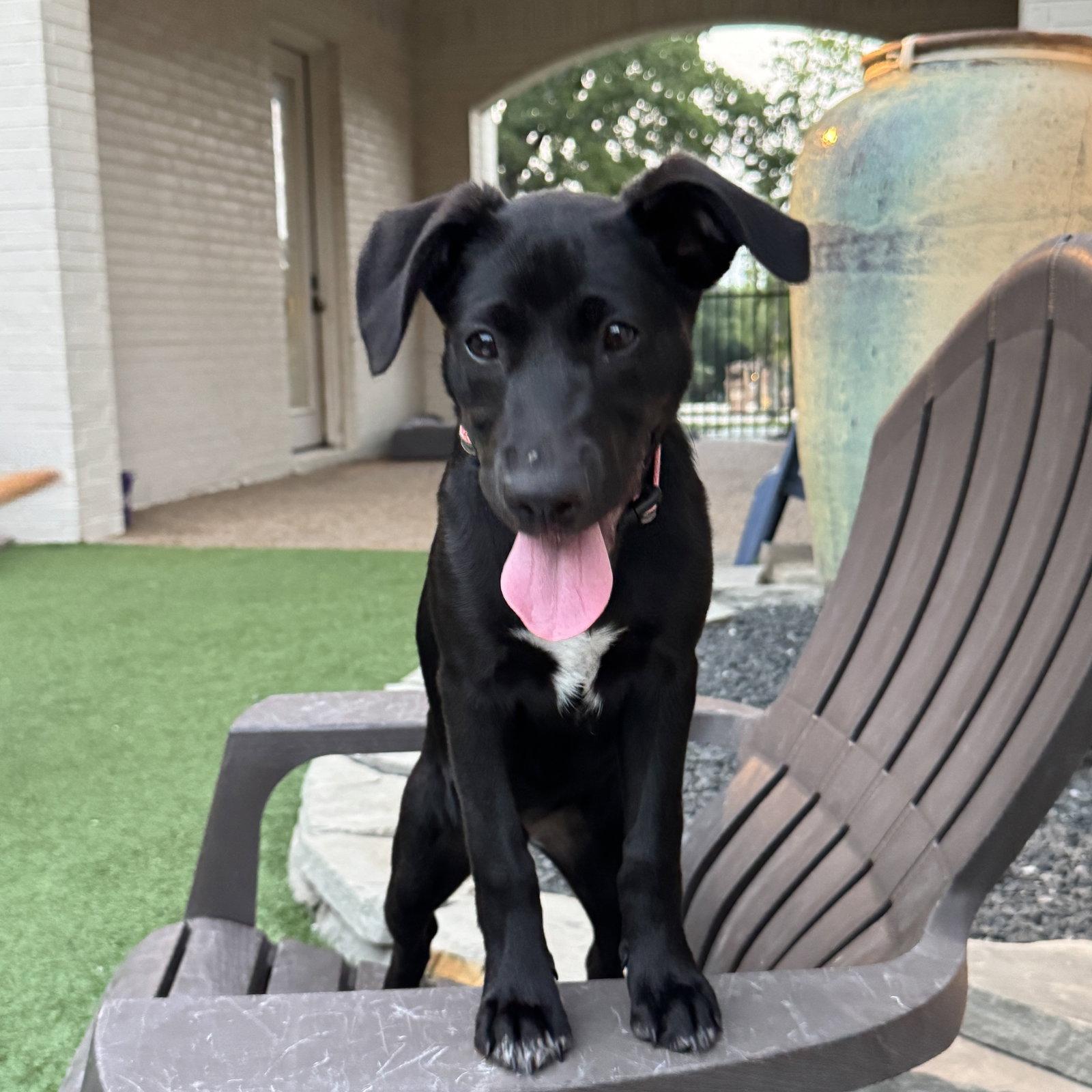 Cyndi Song, a Adoptable Labrador Retriever in Fort Worth, TX image 3/3