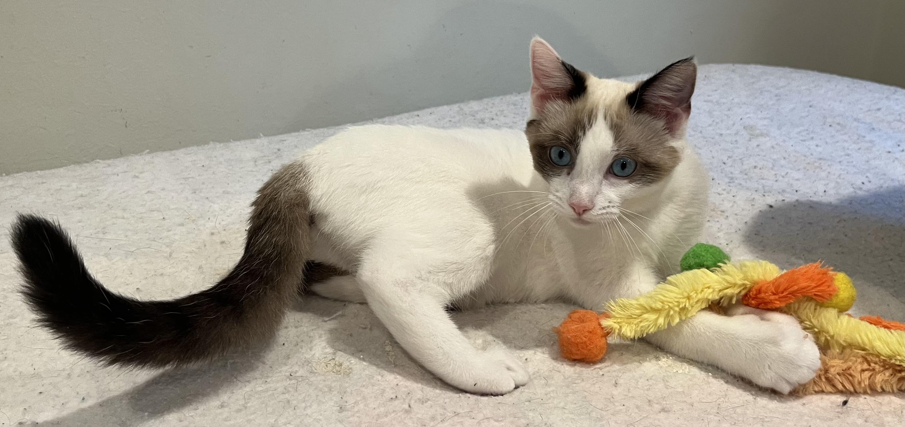 Lauren, Adopted, Young Female Siamese & Domestic Short Hair.