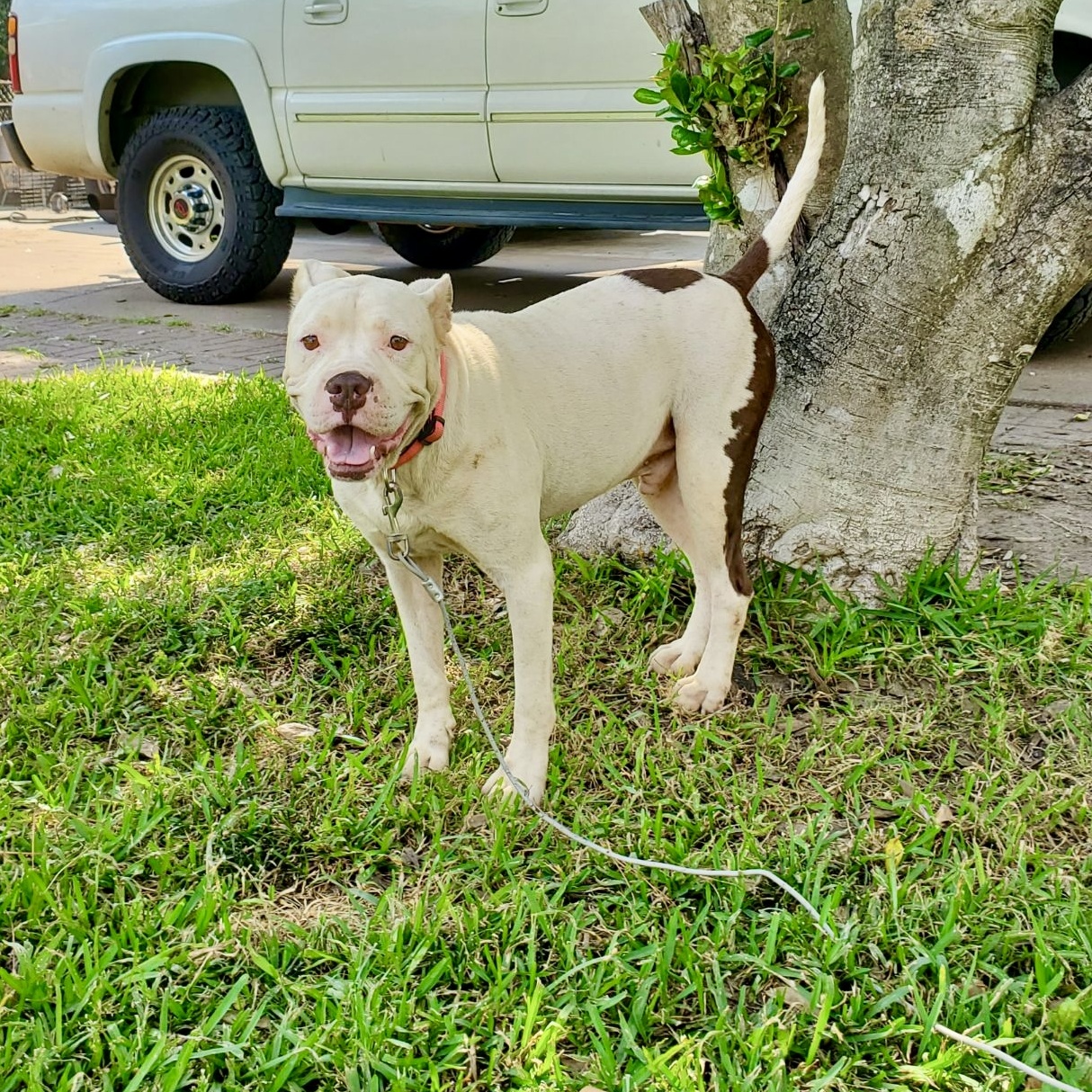 Dog for adoption Igby, an American Staffordshire Terrier Mix in Grand