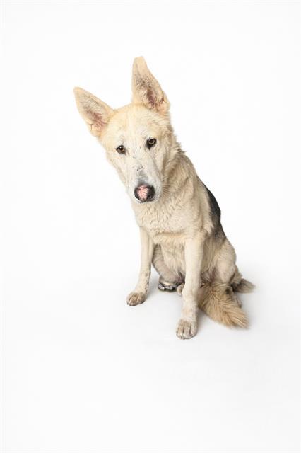 Enlarge CLAUDIA, a Adoptable mixed breed in Downey, CA image 1/1