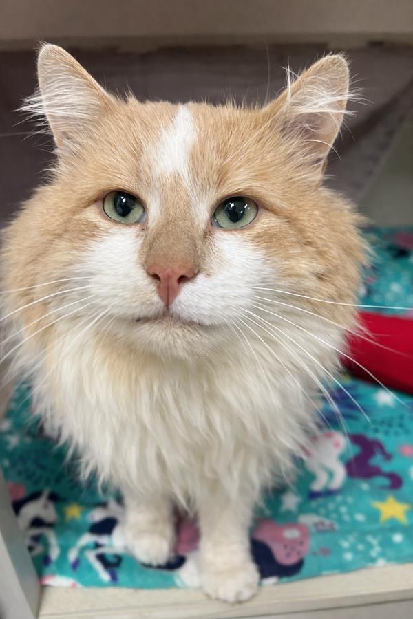 Enlarge Lieutenant Chonk, a Adoptable mixed breed in Silverdale, WA image 2/3