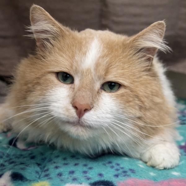 Enlarge Lieutenant Chonk, a Adoptable mixed breed in Silverdale, WA image 3/3