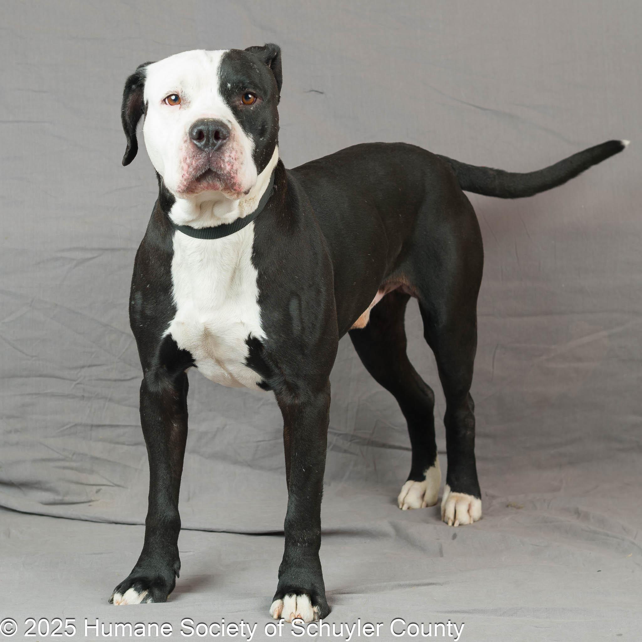 Enlarge Mr. Magoo, a Adoptable mixed breed in Montour Falls, NY image 3/4