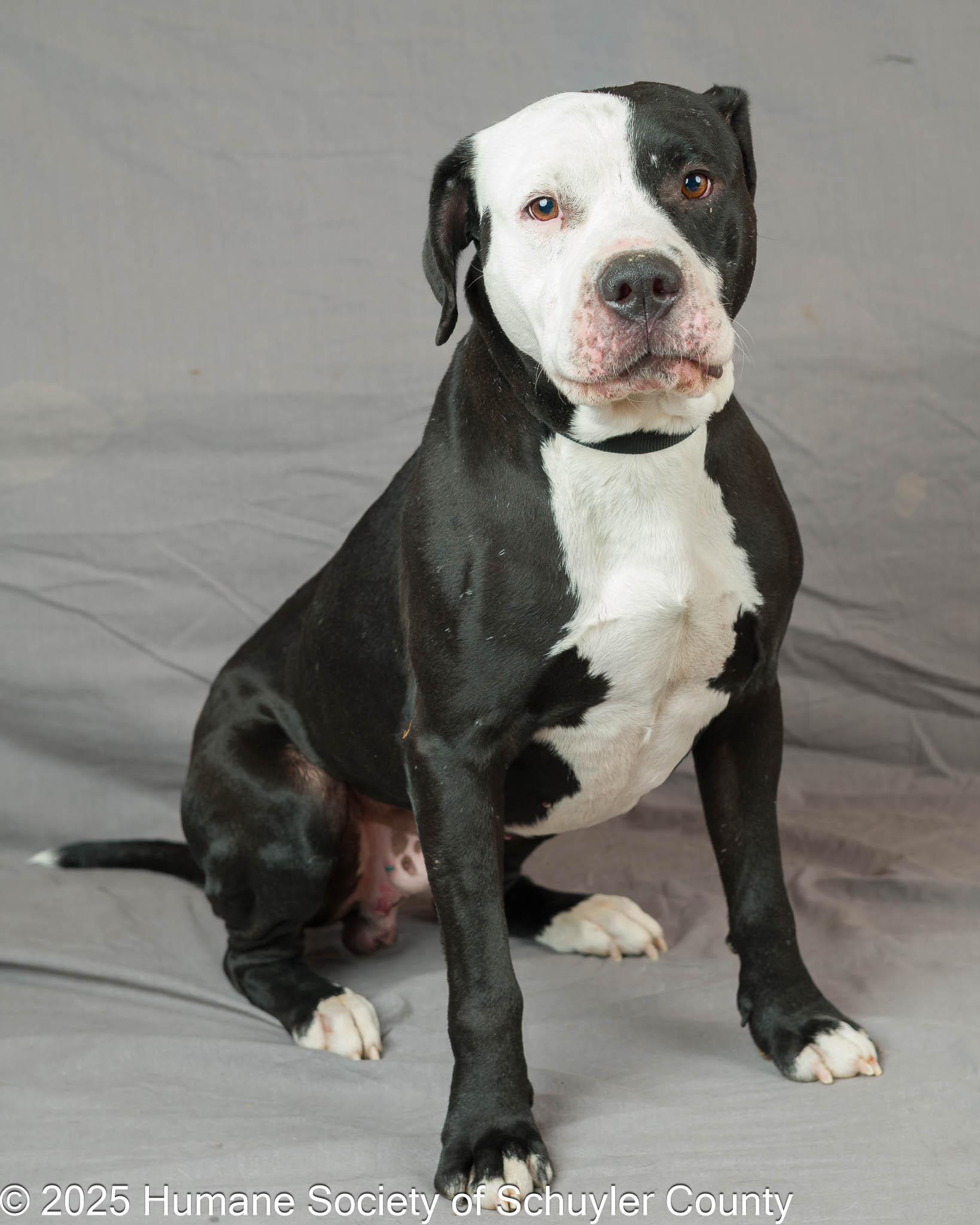 Enlarge Mr. Magoo, a Adoptable mixed breed in Montour Falls, NY image 2/4