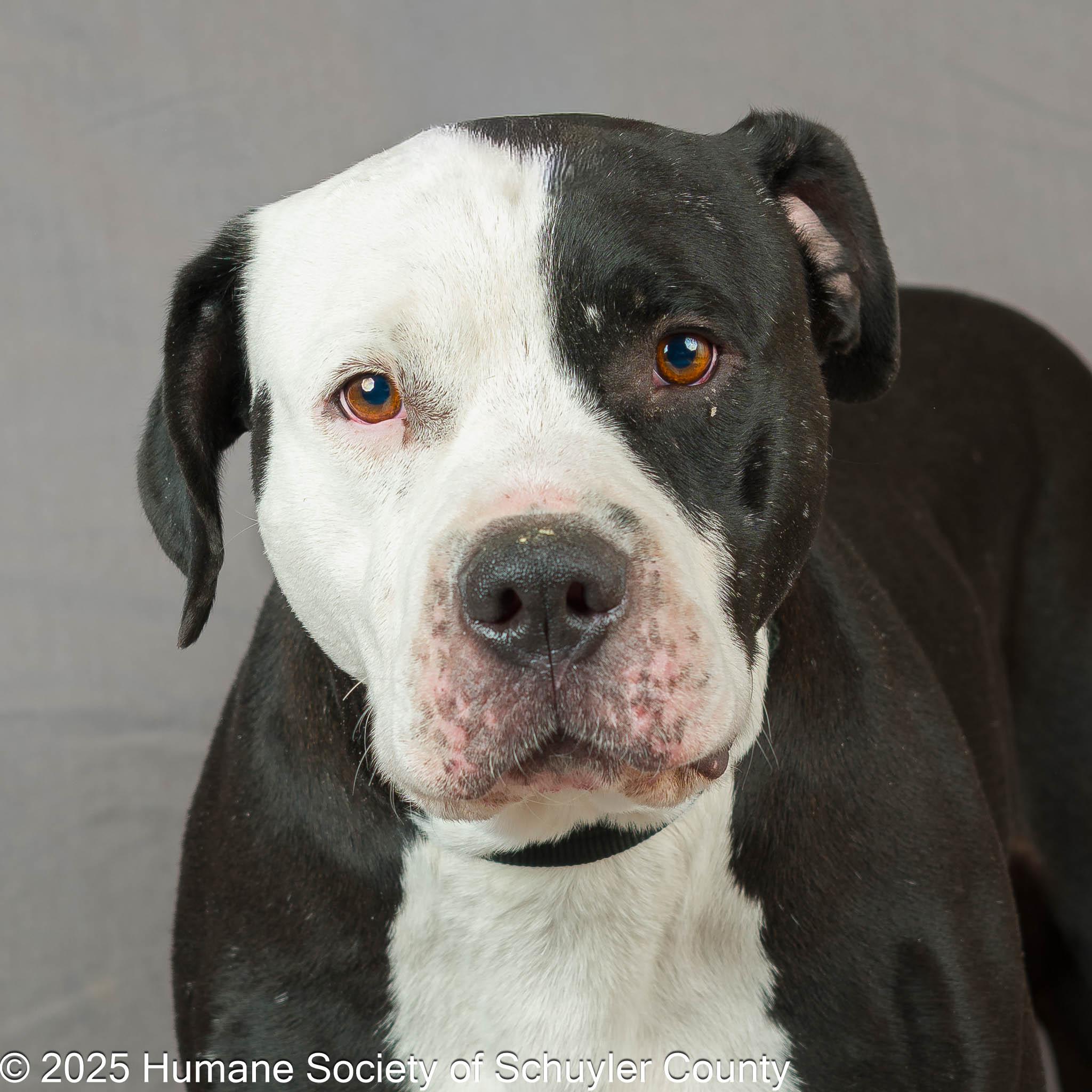 Mr. Magoo, Adoptable, Adult Male Pit Bull Terrier & Bulldog.