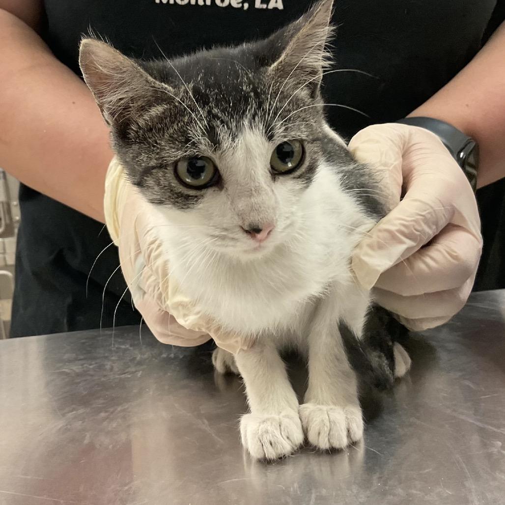 Kiwi, Adoptable, Kitten Female Domestic Short Hair.