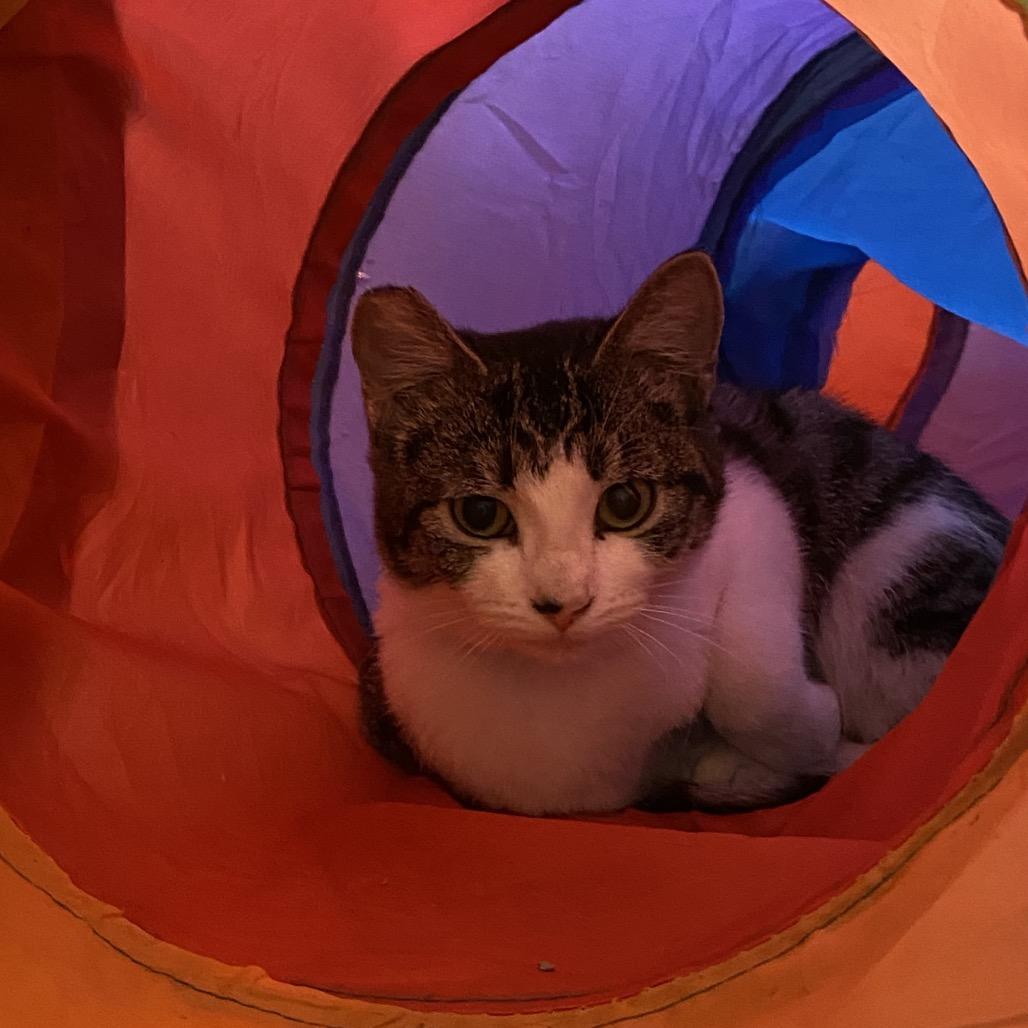 Enlarge Kiwi, a Adoptable Domestic Short Hair in Monroe, LA image 2/2