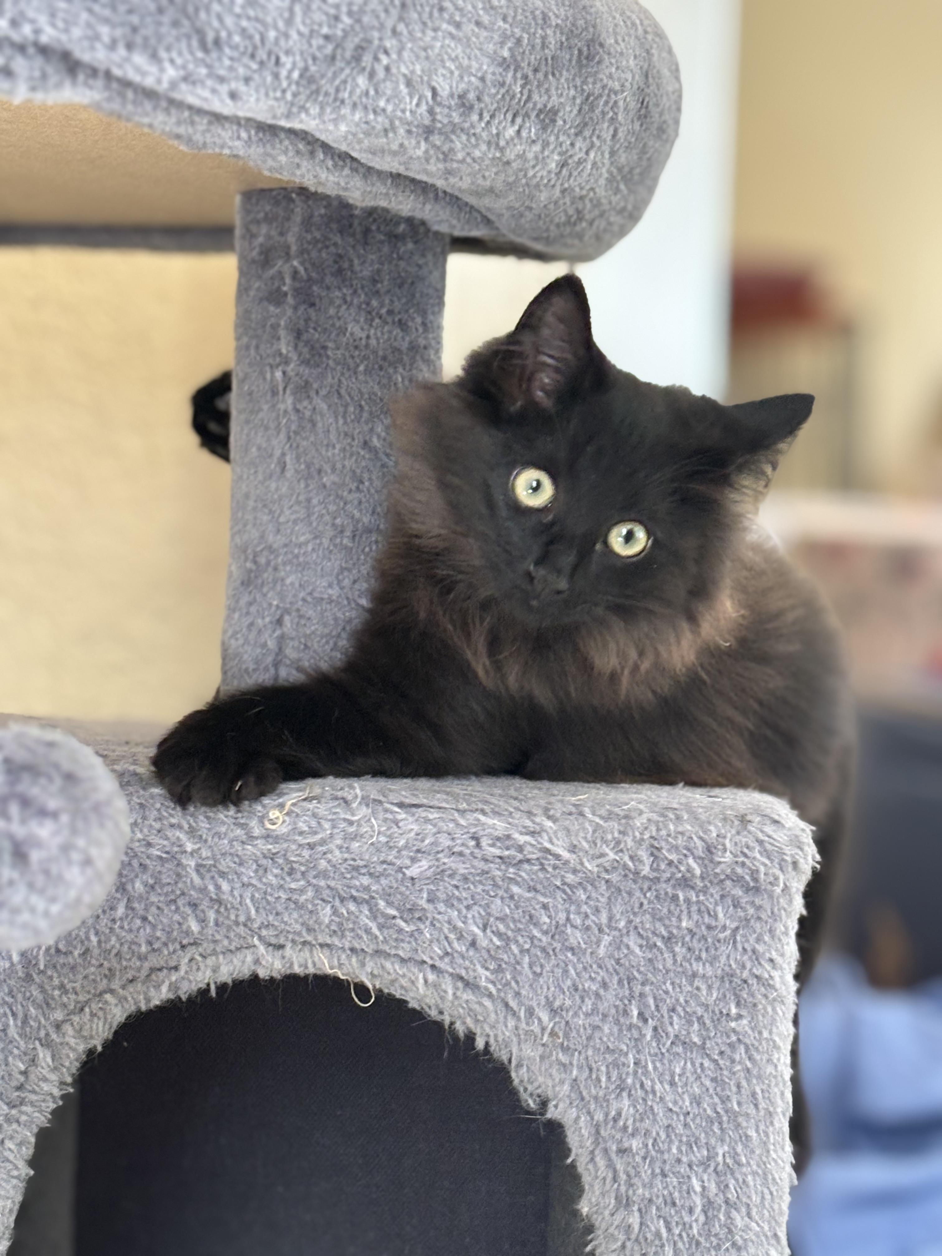 Zen, a ADOPTABLE Domestic Long Hair in Statesboro, GA image 1/4
