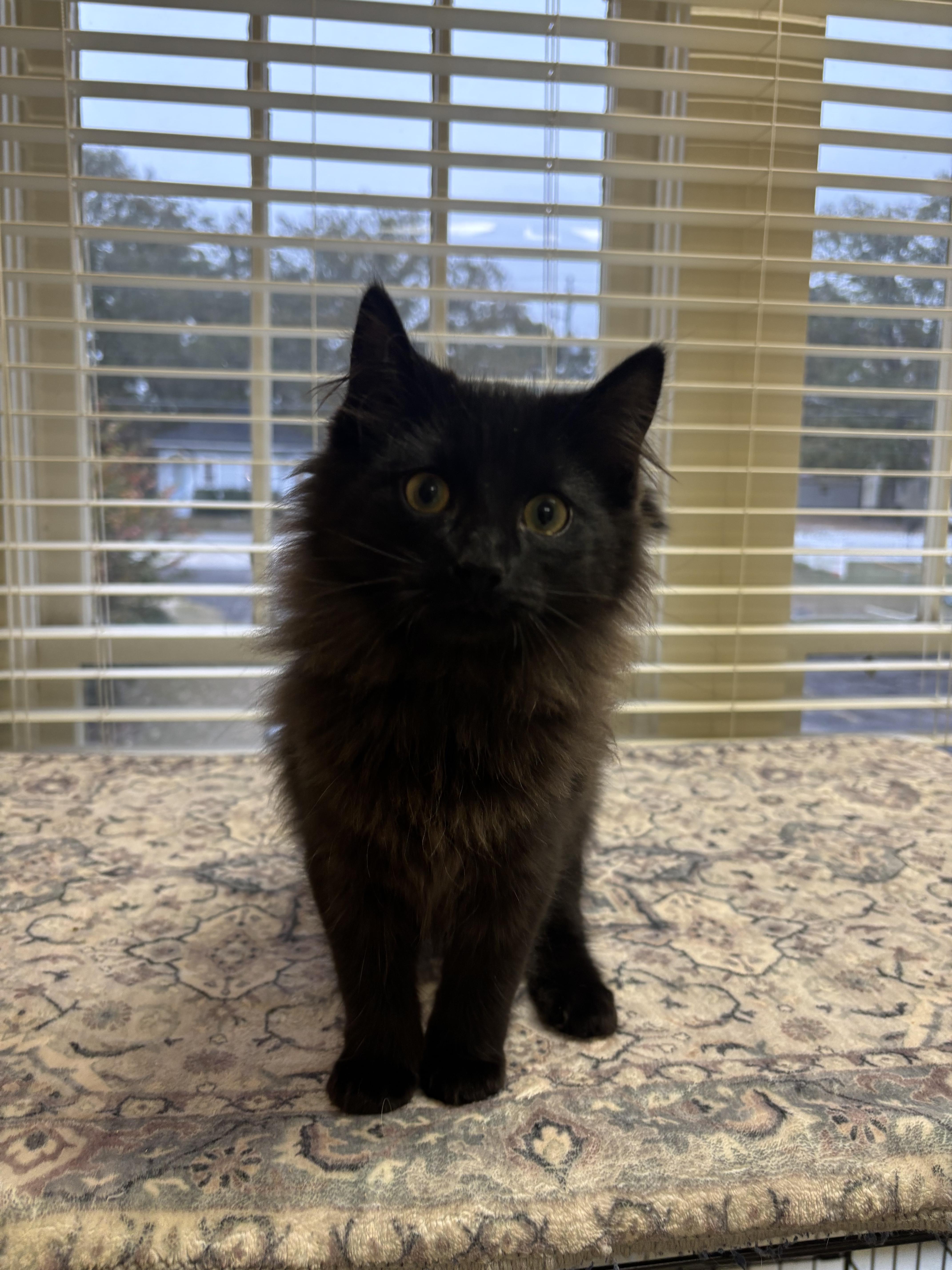 Zen, a ADOPTABLE Domestic Long Hair in Statesboro, GA image 2/4