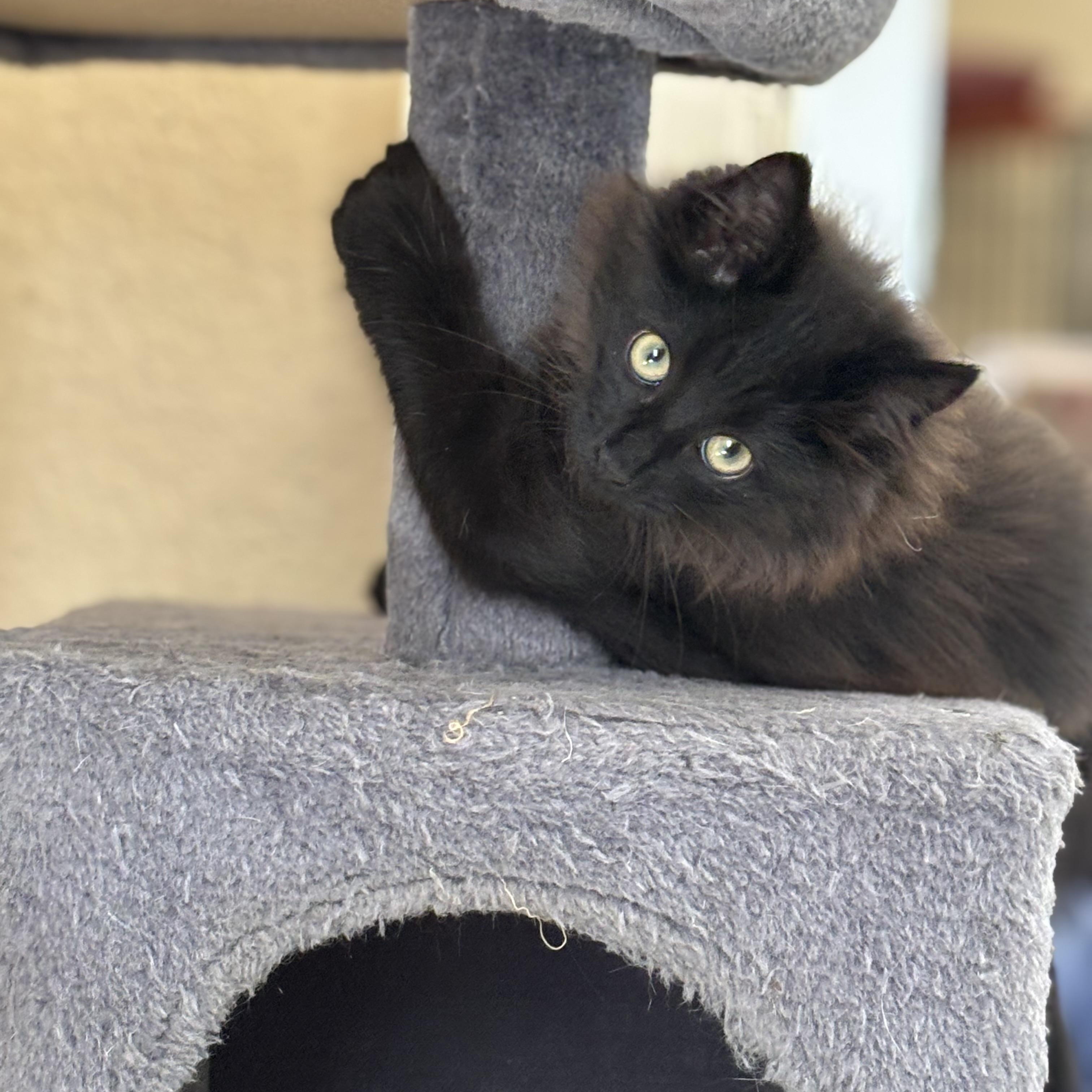 Zen, a ADOPTABLE Domestic Long Hair in Statesboro, GA image 3/4