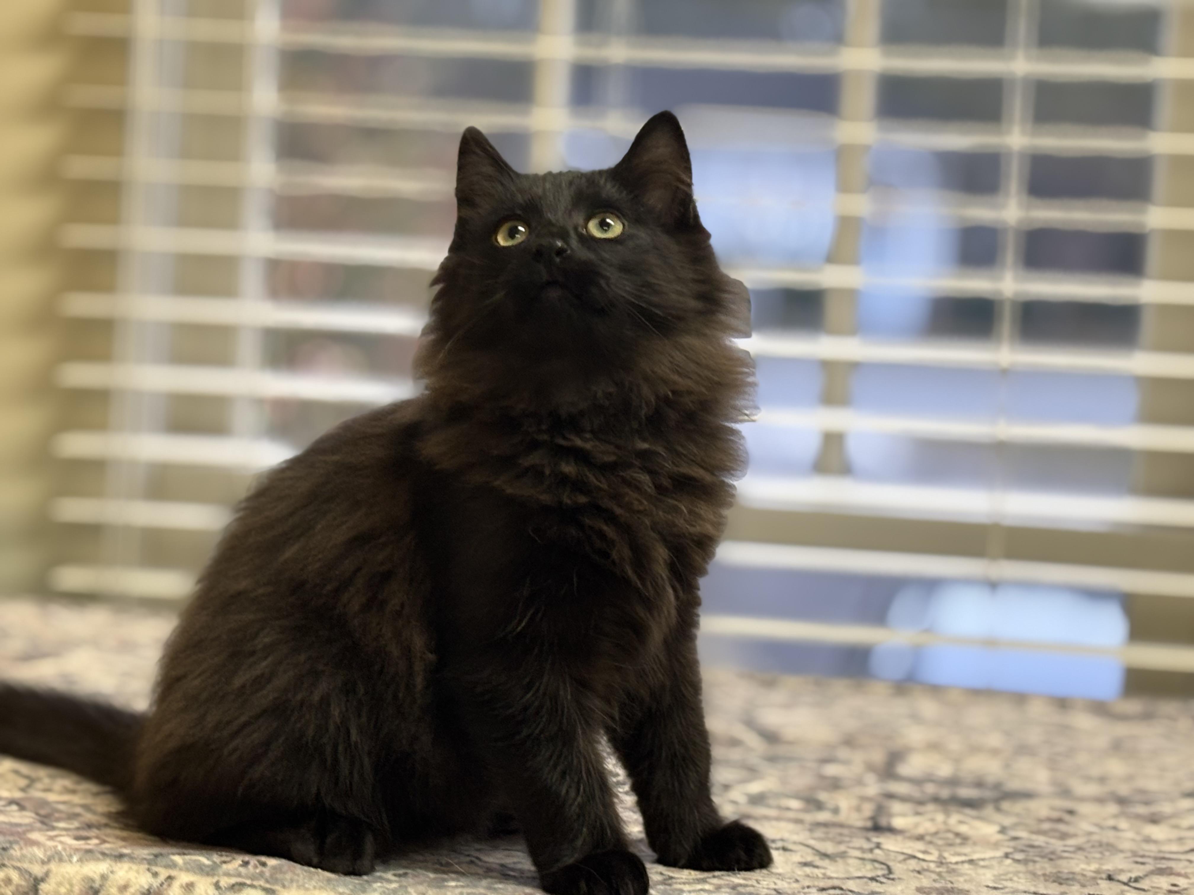 Zen, a ADOPTABLE Domestic Long Hair in Statesboro, GA image 4/4