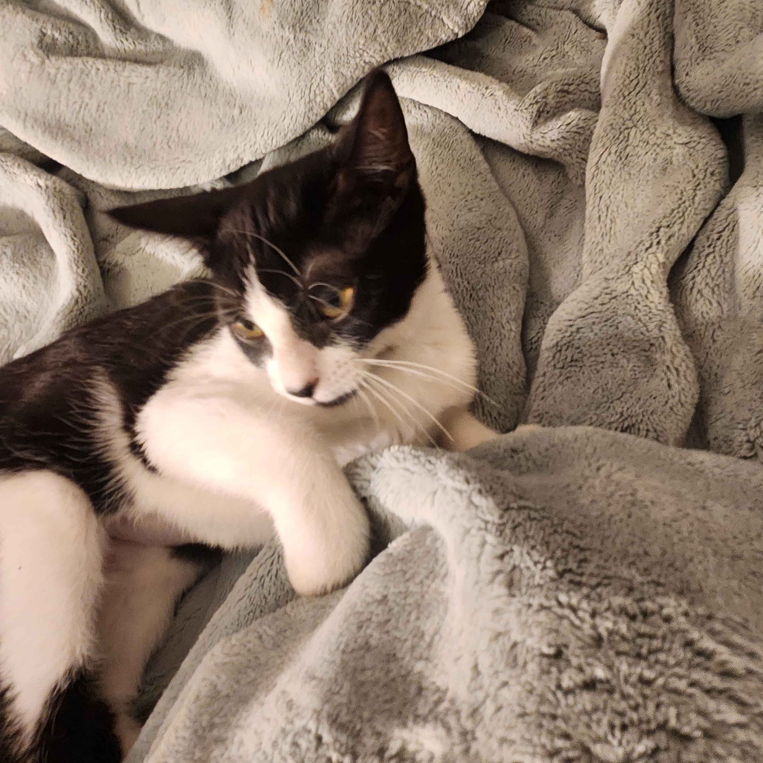 Enlarge Harper, an adoptable Domestic Short Hair in Faribault, MN image 2/3