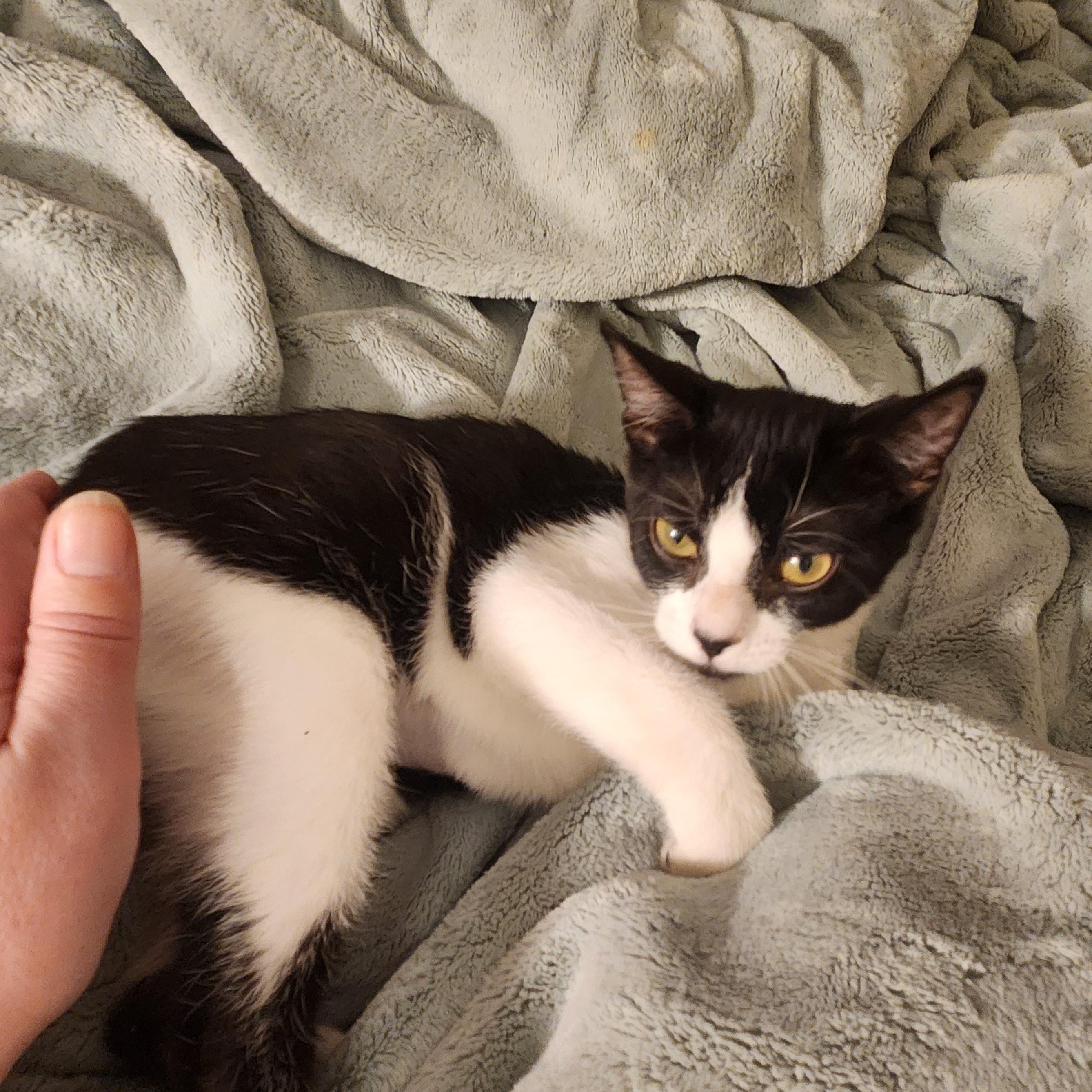 Enlarge Harper, an adoptable Domestic Short Hair in Faribault, MN image 1/3