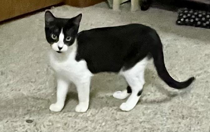 Enlarge Harper, an adoptable Domestic Short Hair in Faribault, MN image 3/3