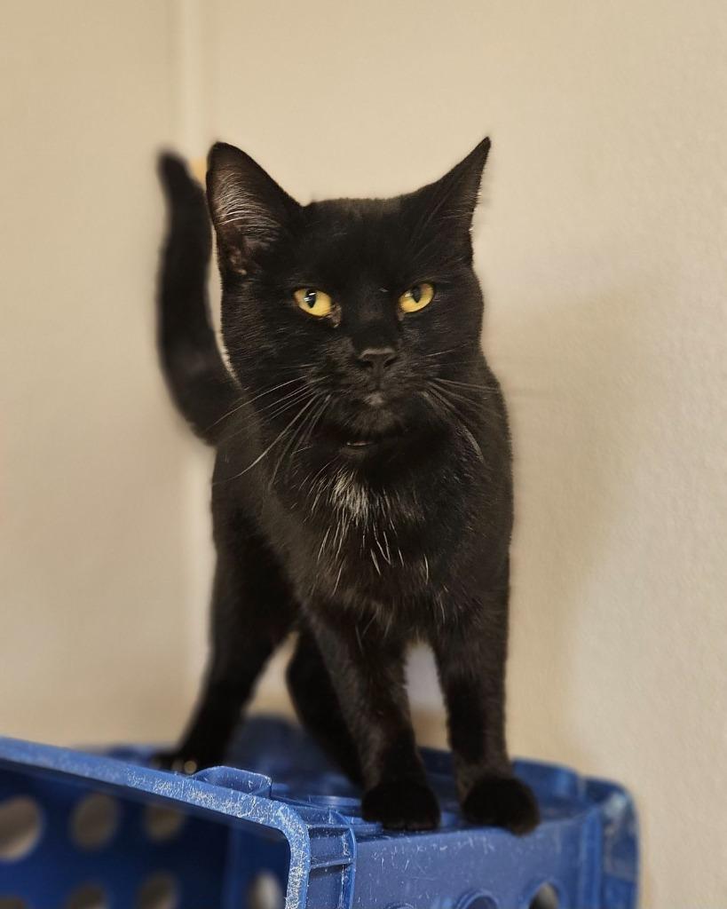 Nina, a Adoptable mixed breed in Fremont, OH image 1/2