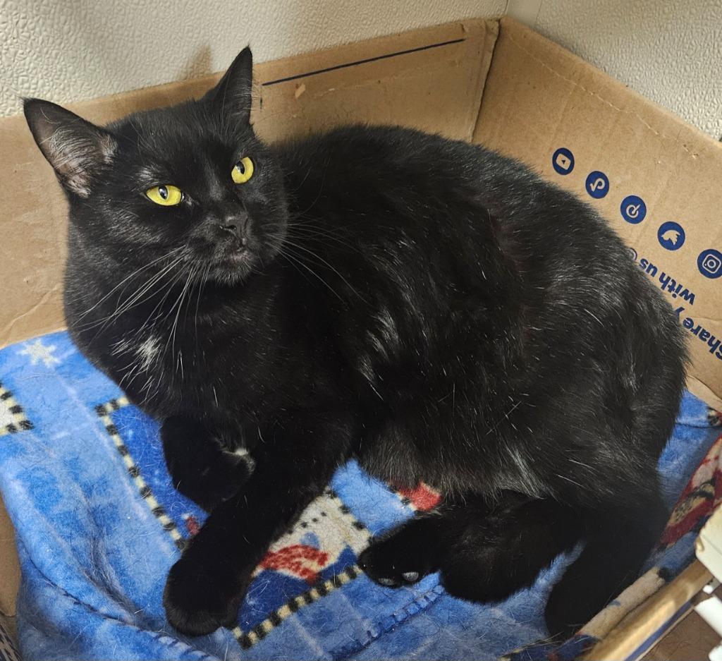 Nina, a Adoptable mixed breed in Fremont, OH image 2/2