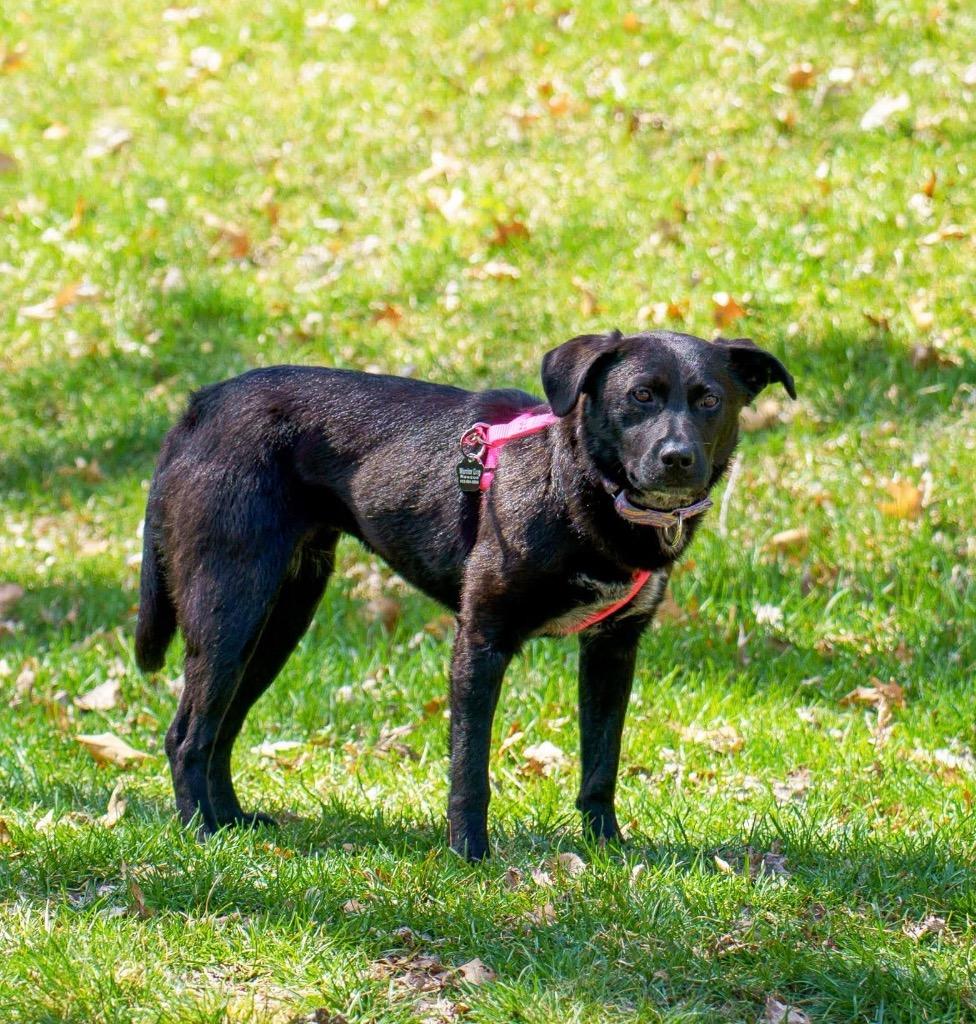 Fiona, Adoptable, Puppy Female Mixed Breed.