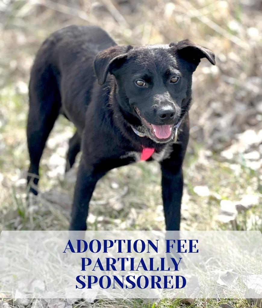 Fiona, a Adoptable mixed breed in Savage, MN image 2/6