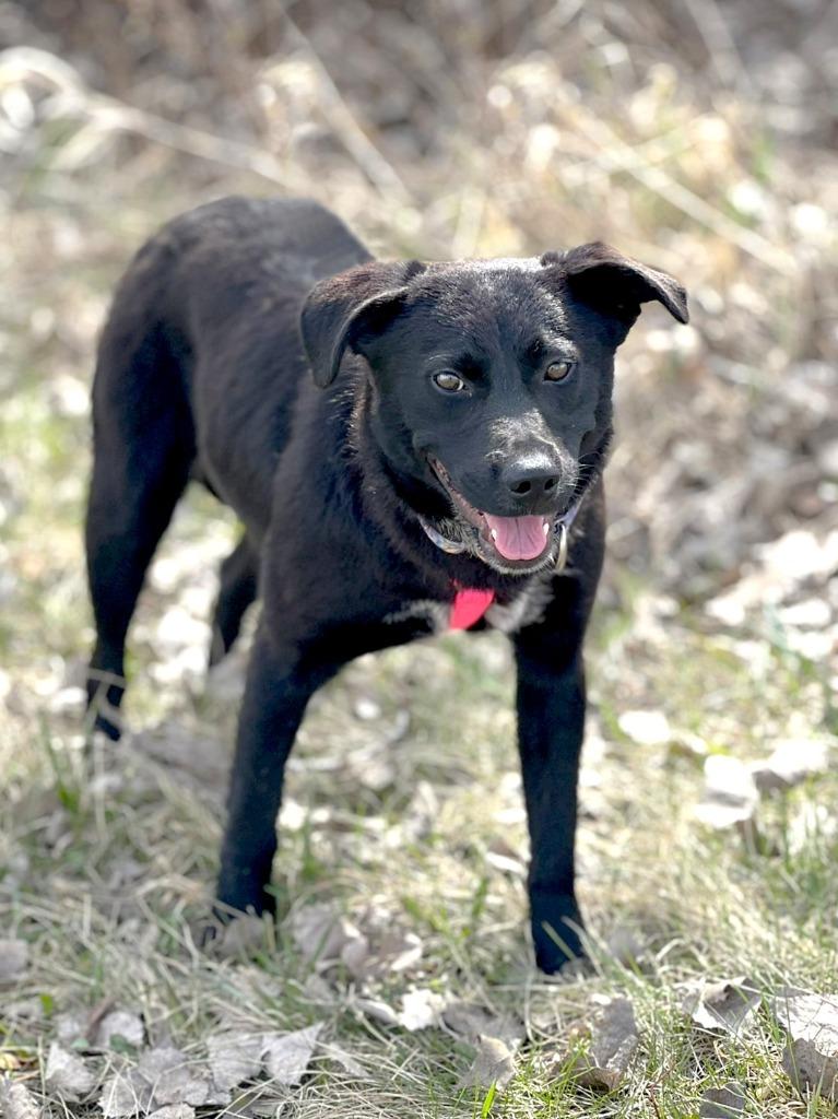 Fiona, a Adoptable mixed breed in Savage, MN image 3/6