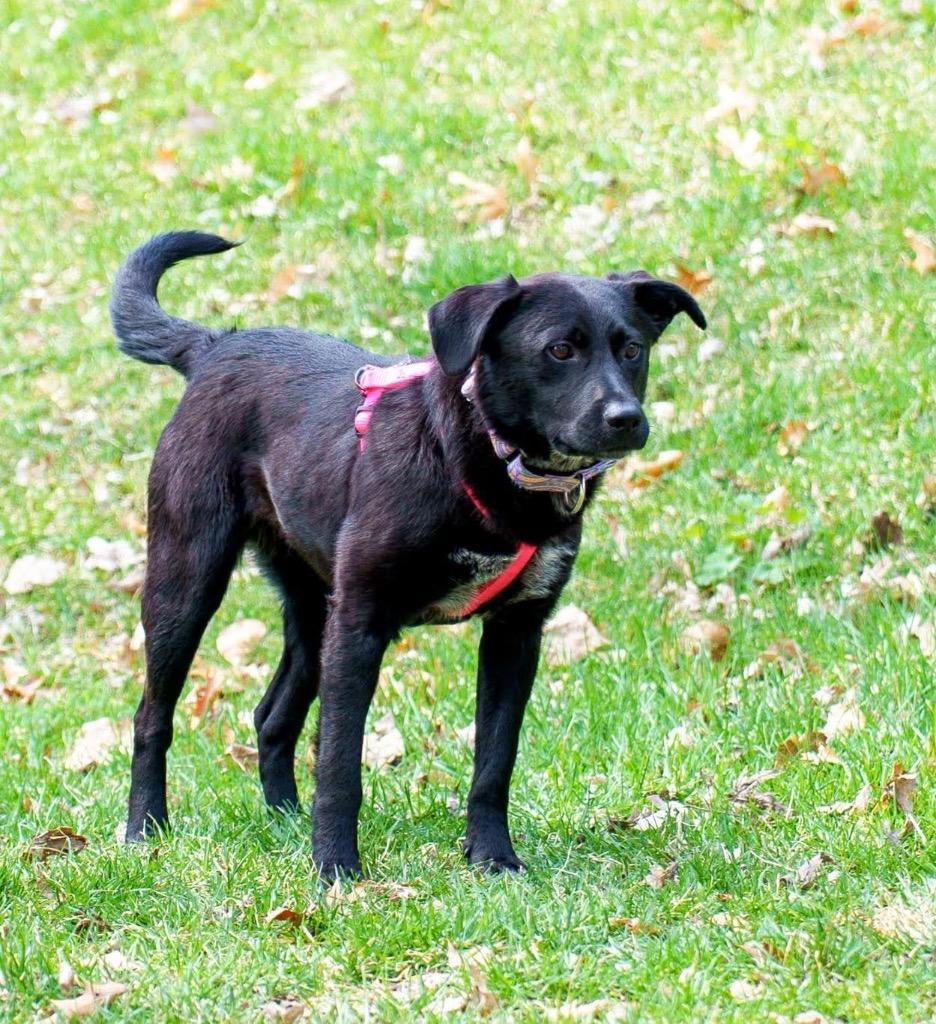 Fiona, a Adoptable mixed breed in Savage, MN image 4/6
