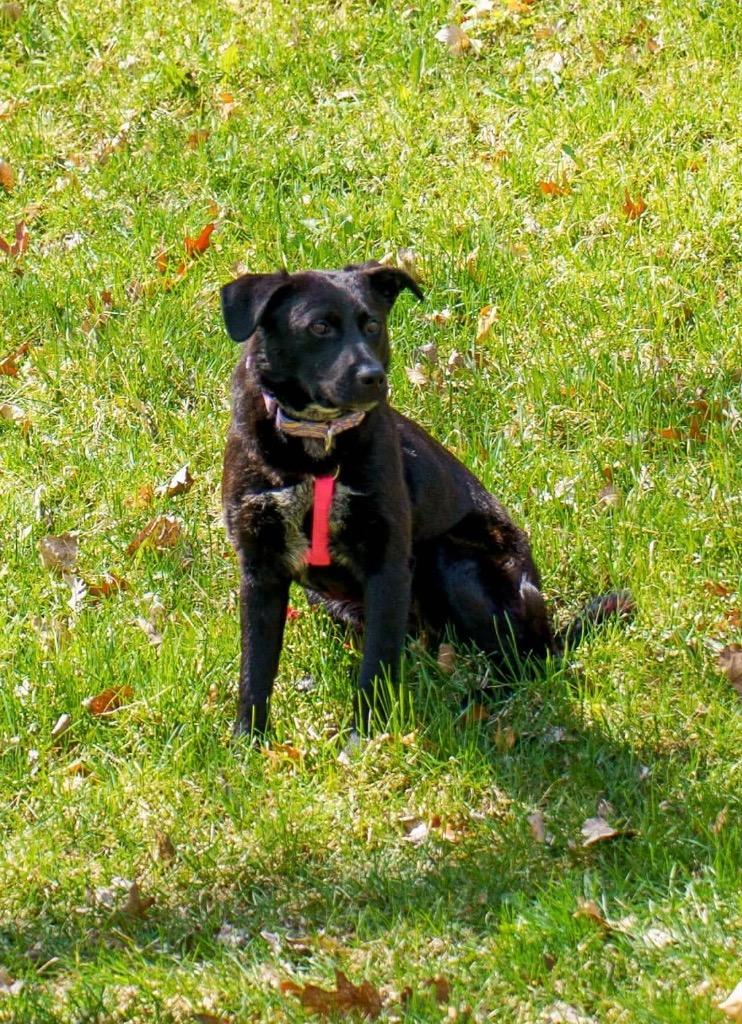 Fiona, a Adoptable mixed breed in Savage, MN image 5/6