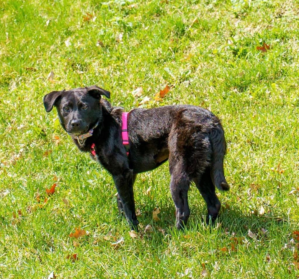 Fiona, a Adoptable mixed breed in Savage, MN image 6/6