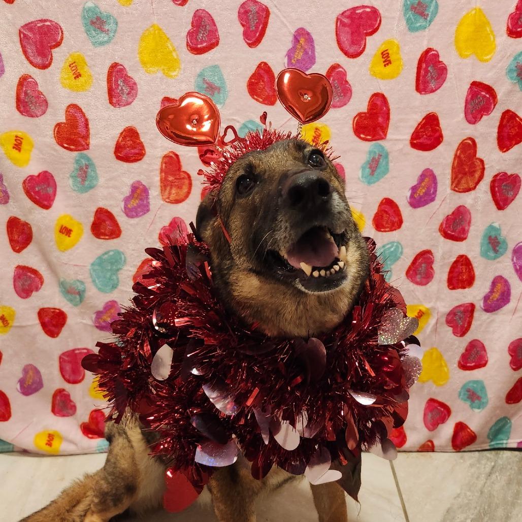 Brooklyn, Adoptable, Adult Female German Shepherd Dog.