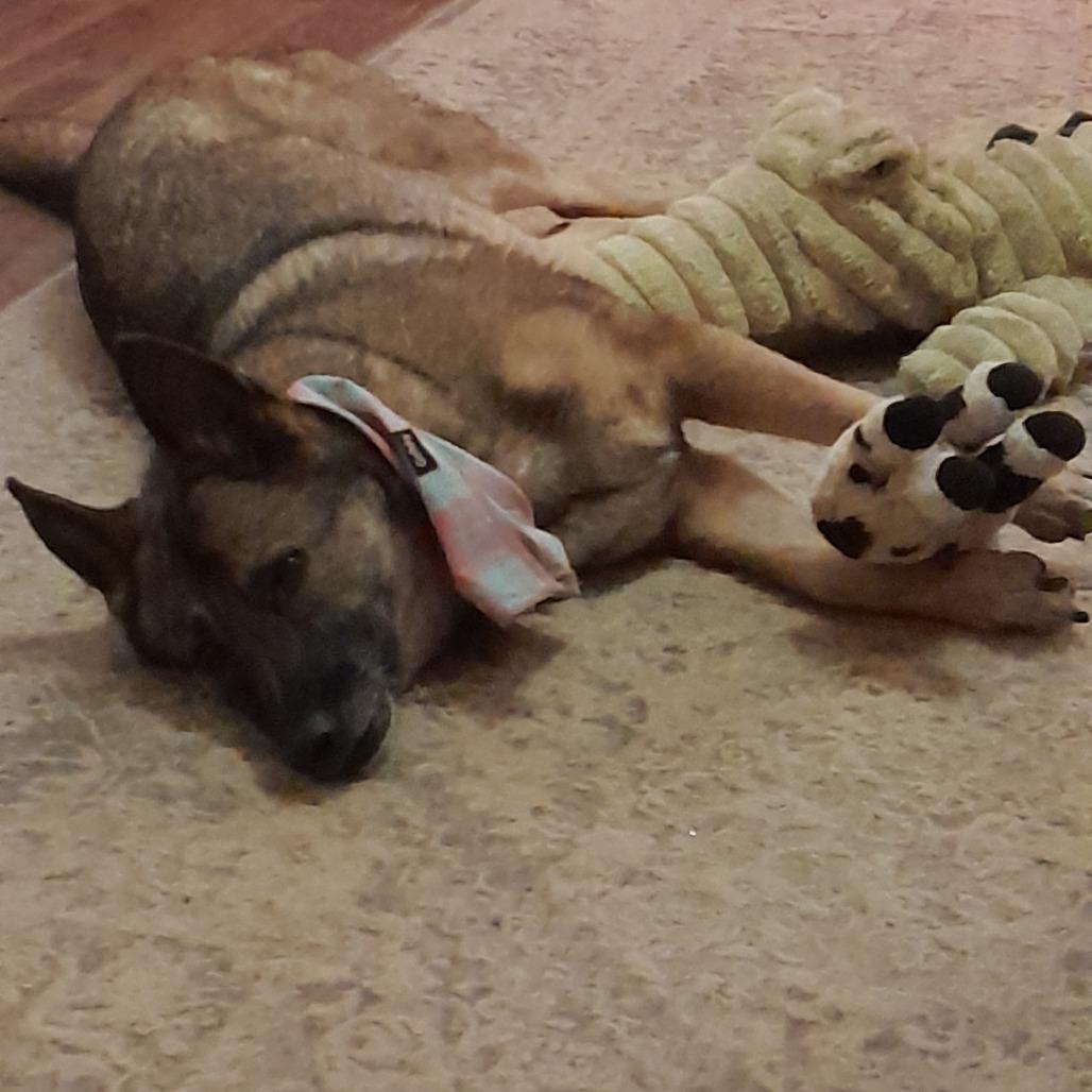 Brooklyn, Adoptable, Adult Female German Shepherd Dog.