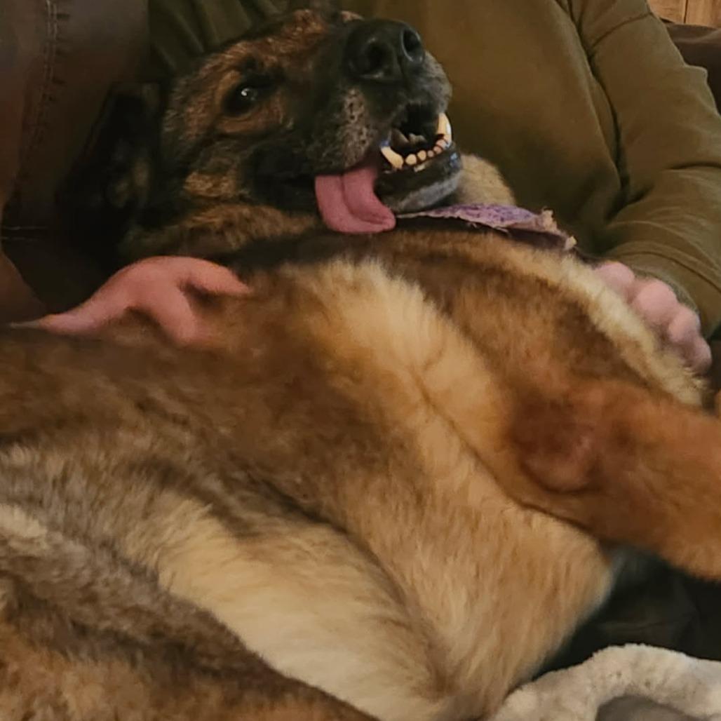 Enlarge Brooklyn, a Adoptable German Shepherd Dog in Jasper, IN image 2/6