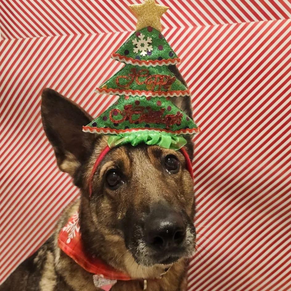 Enlarge Brooklyn, a Adoptable German Shepherd Dog in Jasper, IN image 6/6