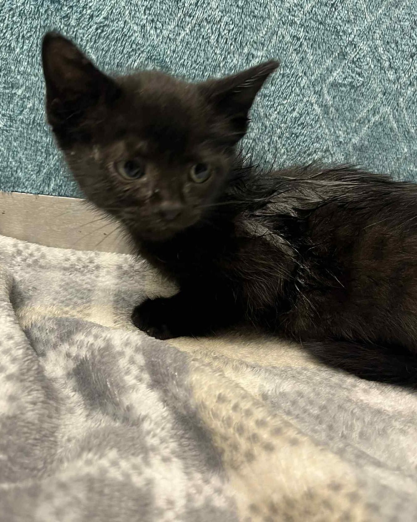 Whippet, Young Female Domestic Short Hair