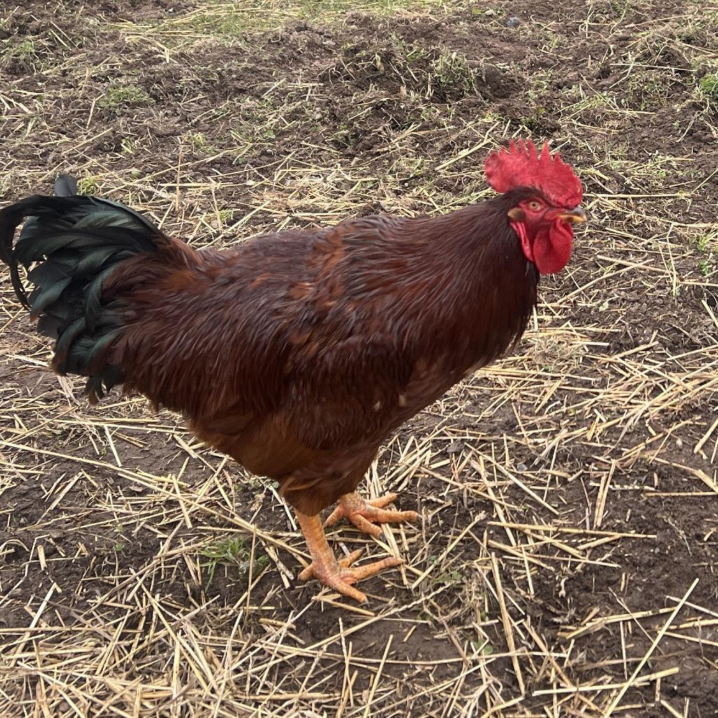Chowder, Adoptable, Young Male Chicken.