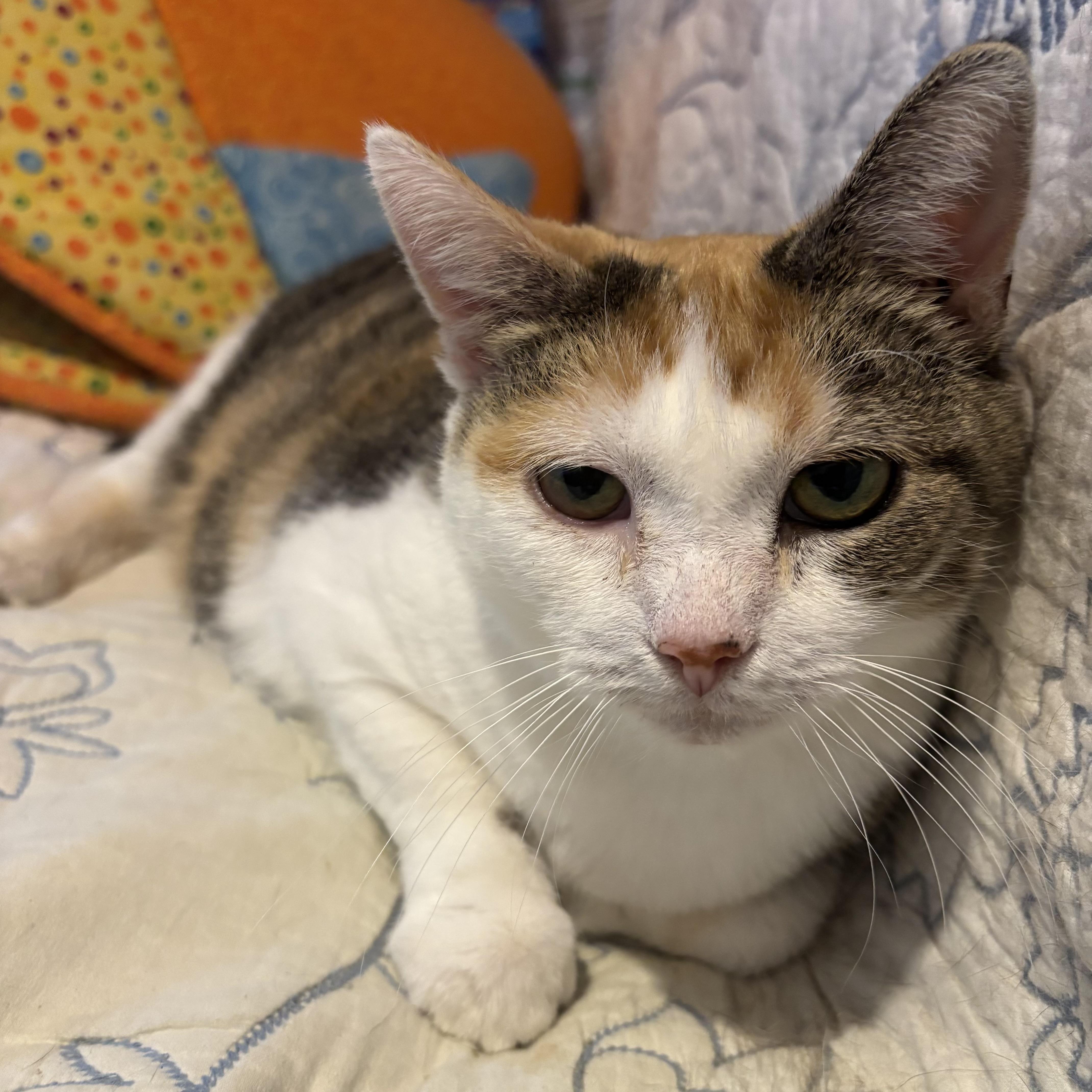 Enlarge Skeeter, a Adoptable Domestic Short Hair in Lapeer, MI image 2/3