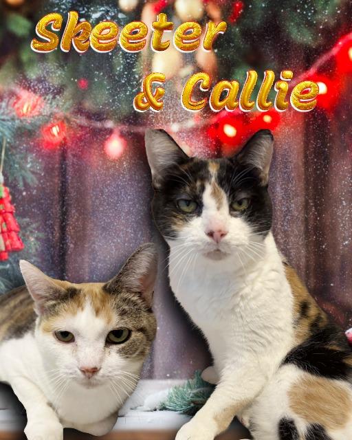 Enlarge Skeeter, a Adoptable Domestic Short Hair in Lapeer, MI image 1/3