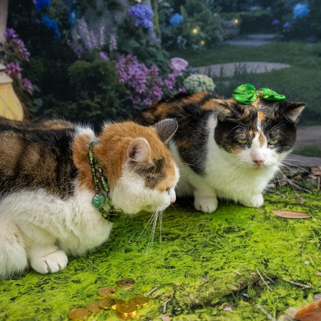 Skeeter — thumbnail 5