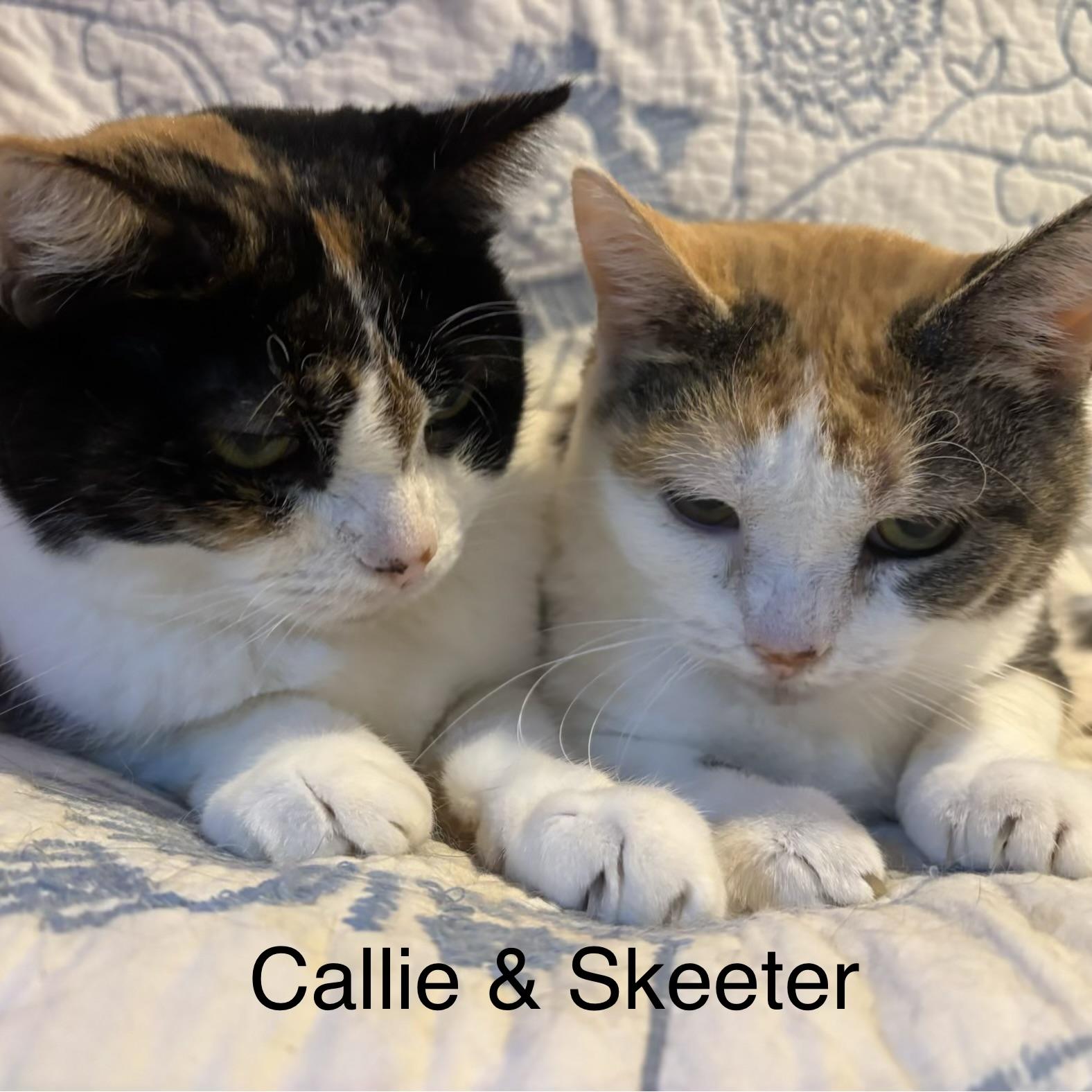 Enlarge Skeeter, a Adoptable Domestic Short Hair in Lapeer, MI image 3/3