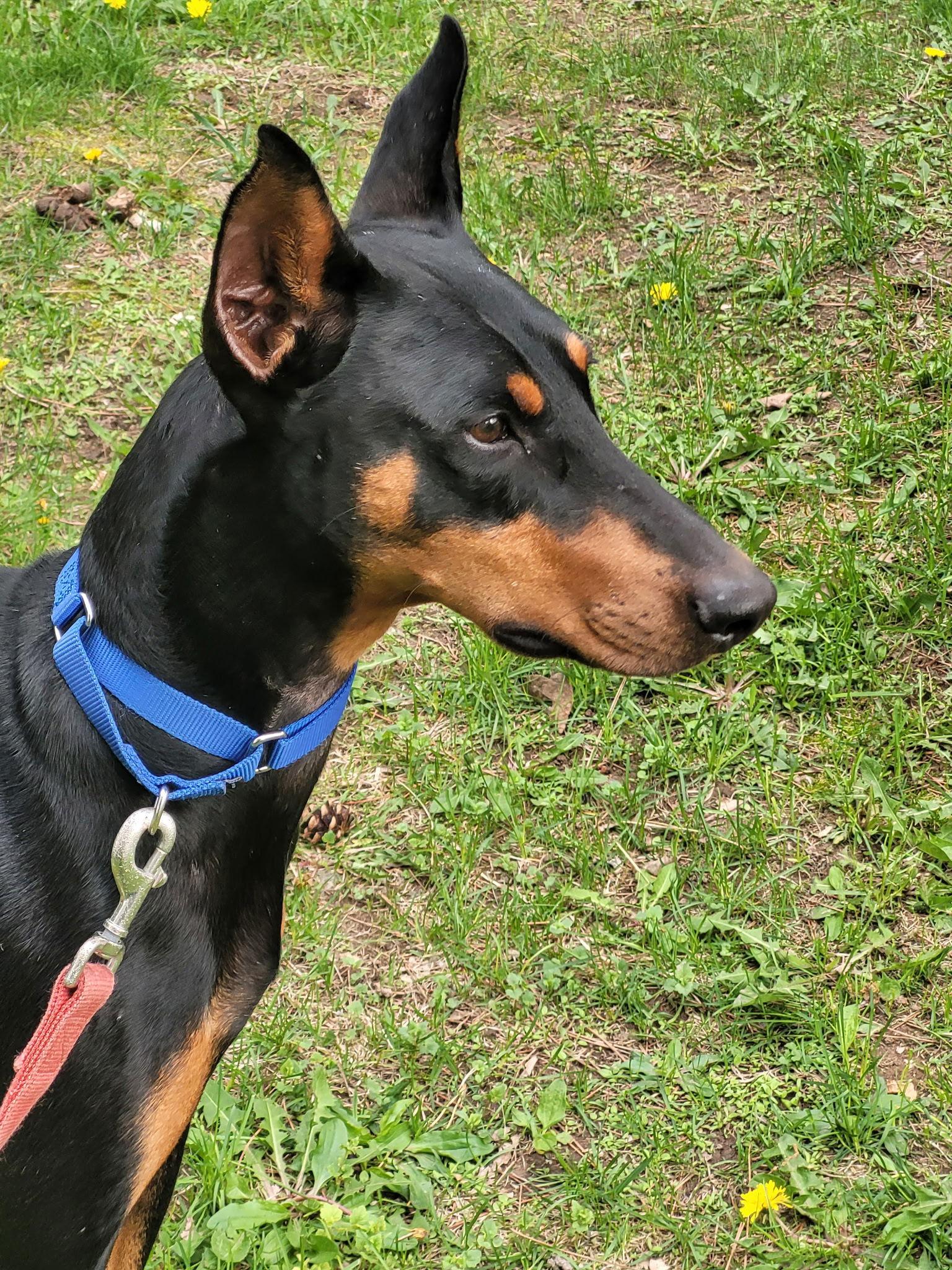 Enlarge Zach, a Adopted Doberman Pinscher in Minneapolis, MN image 1/3