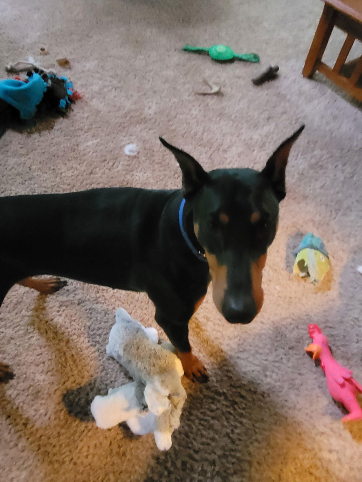 Enlarge Zach, a Adopted Doberman Pinscher in Minneapolis, MN image 2/3