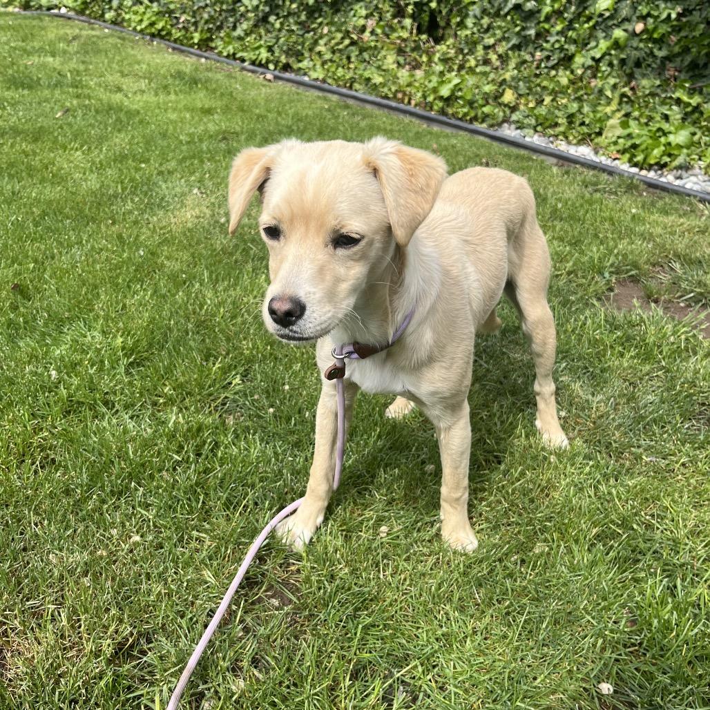 Enlarge Summit, a Adoptable Terrier in Cashmere, WA image 1/4